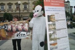 Chlew na placu Chrobrego