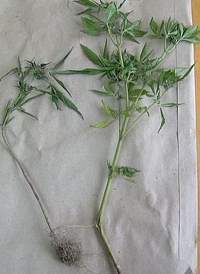Przydomowa plantacja konopi