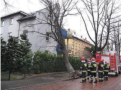 Wiatr łamie drzewa