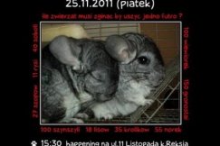 Lis symbolem wolności