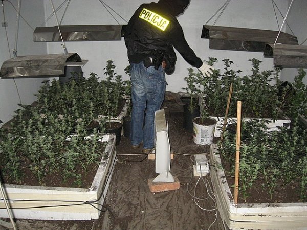 Policja na plantacji marihuany
