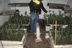 Policja na plantacji marihuany