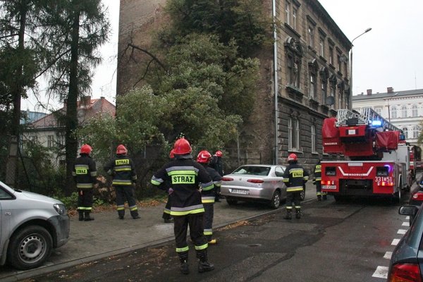 Wyrywał drzewa z korzeniami