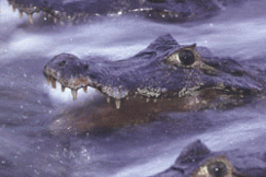 Fotografia dzikiej przyrody 2004