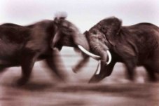 ?Fotografia dzikiej przyrody 2005? (?Wildlife Photographer of the Year 2005?)