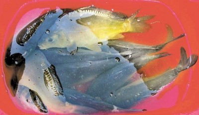 Czy karp zniknie?