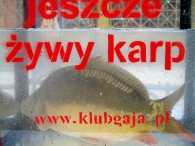 Karp też człowiek