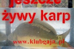 Karp też człowiek