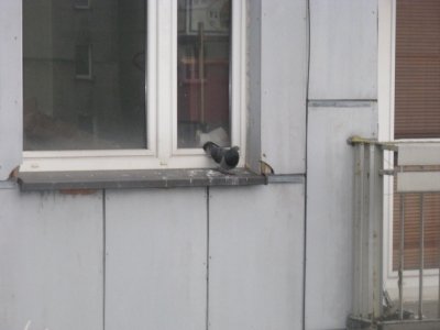 Brud, smród i gołąbki pokoju