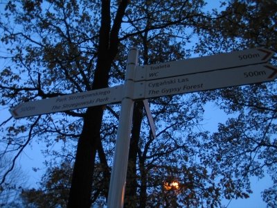 Stado byków w centrum miasta