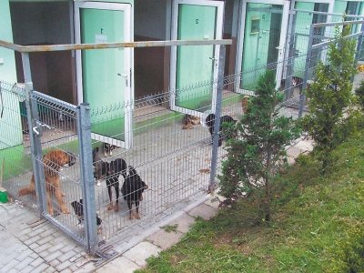 Wielkie ucieczki na czterech łapach