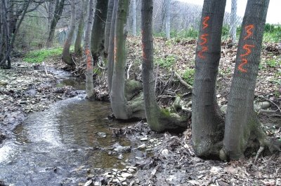 Nie dla wielkiej wycinki