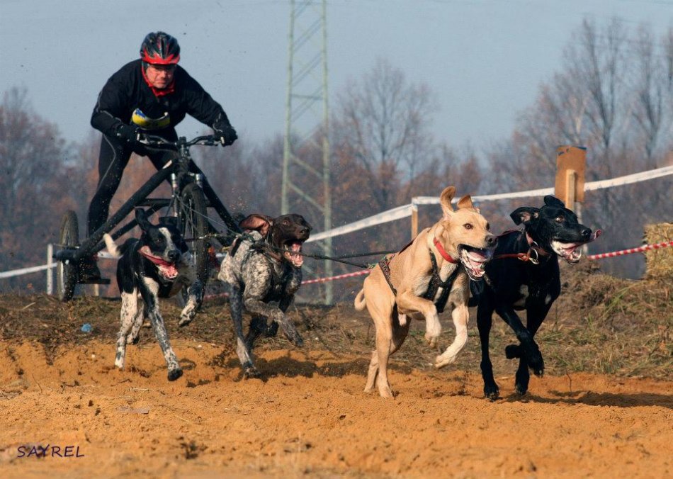 Bielskie zaprzęgi robią furorę