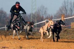 Bielskie zaprzęgi robią furorę