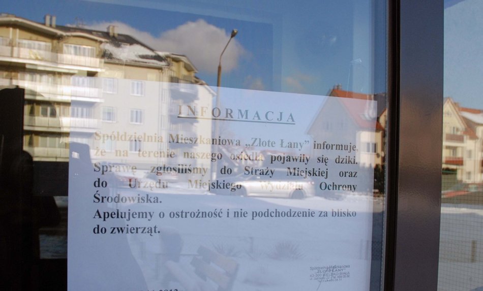 Dziki przyszły do miasta