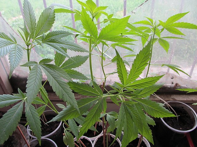 Przypadkiem zlikwidowali plantację