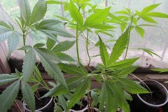 Przypadkiem zlikwidowali plantację