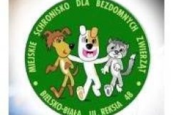 Parada psów na Rynku