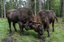 Posiedź przy żubrze za darmo - galeria