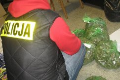 Marihuana made in Bielsko-Biała