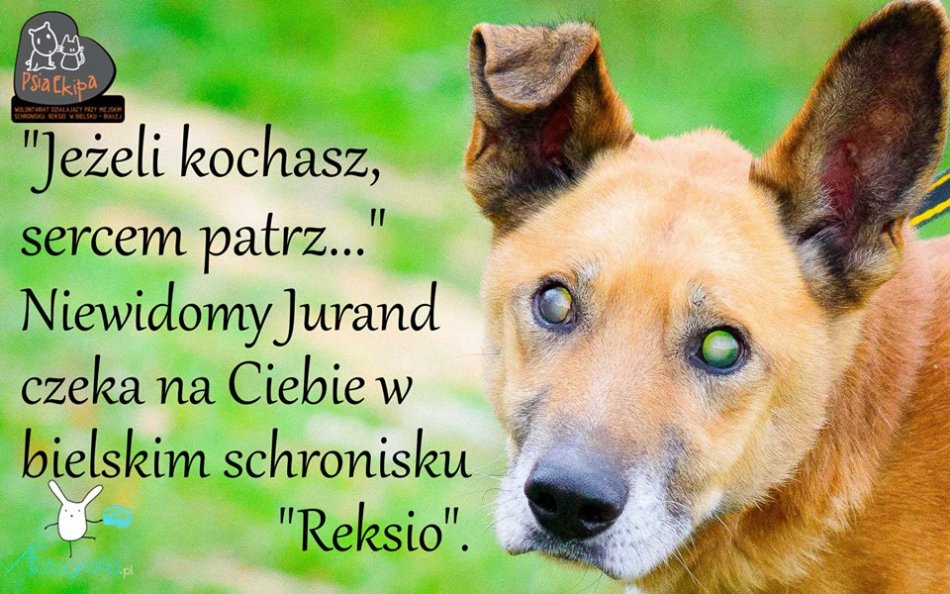 Kto zaopiekuje się niewidomym Lemonem?
