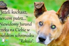 Kto zaopiekuje się niewidomym Lemonem?