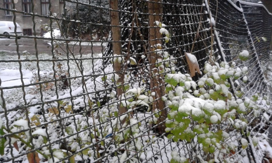 Śnieg wraca w góry