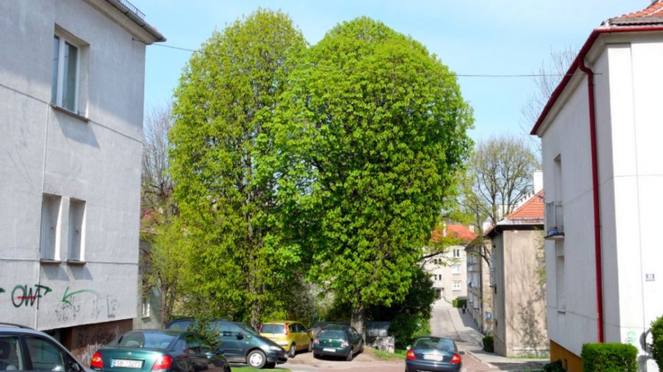 Mieszkańcy żądają wycinki