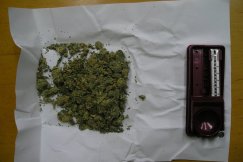 Marihuana w majtkach
