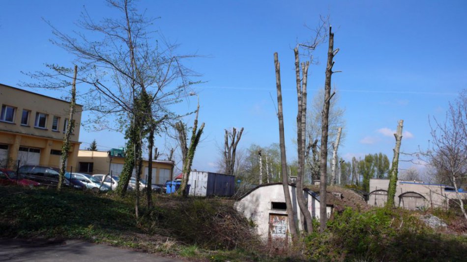 Umierają bez korony