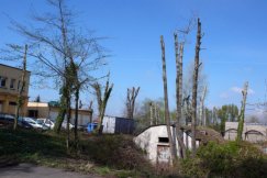 Umierają bez korony