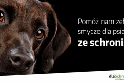 Każdy może kupić smycz