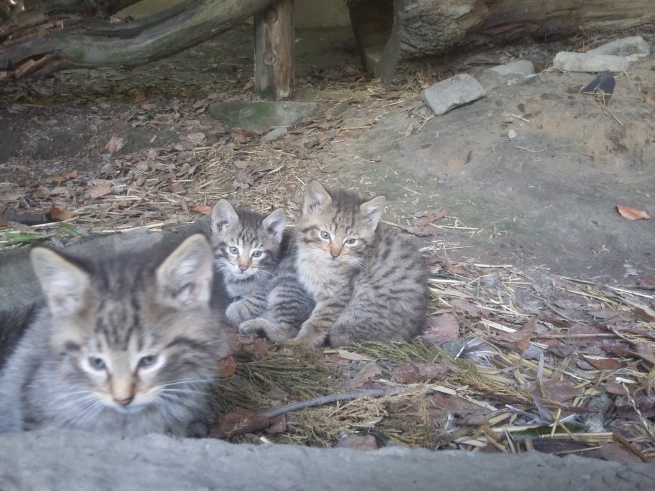 Trzy kociaki czystej krwi - foto