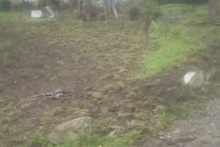 Łowczy miejski rozwiąże problem?