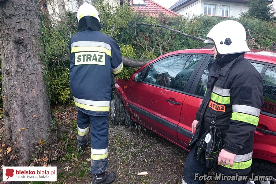 Konar spadł na samochód - foto