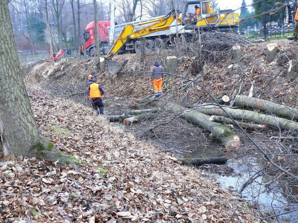 Wycinka na skarpach potoku - foto