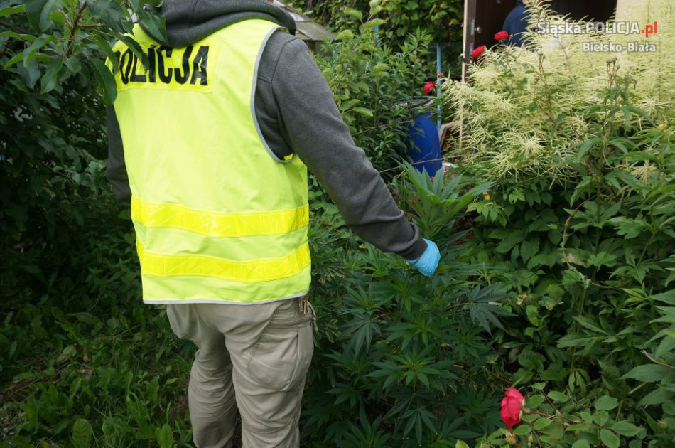 Uprawa konopi na własny użytek?