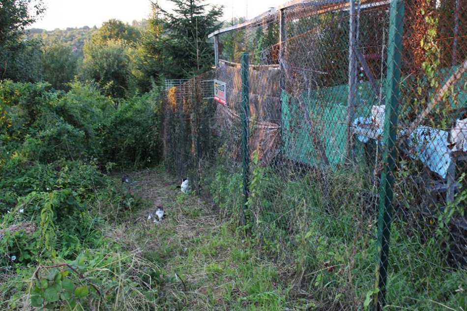 Schronisko pozbywa się dzikich kotów