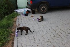 Koci protest przed Ratuszem