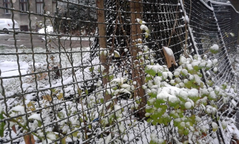 Będzie zimno i deszcz ze śniegiem