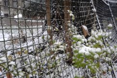 Będzie zimno i deszcz ze śniegiem