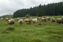 Przyznał się do zagłodzenia owiec