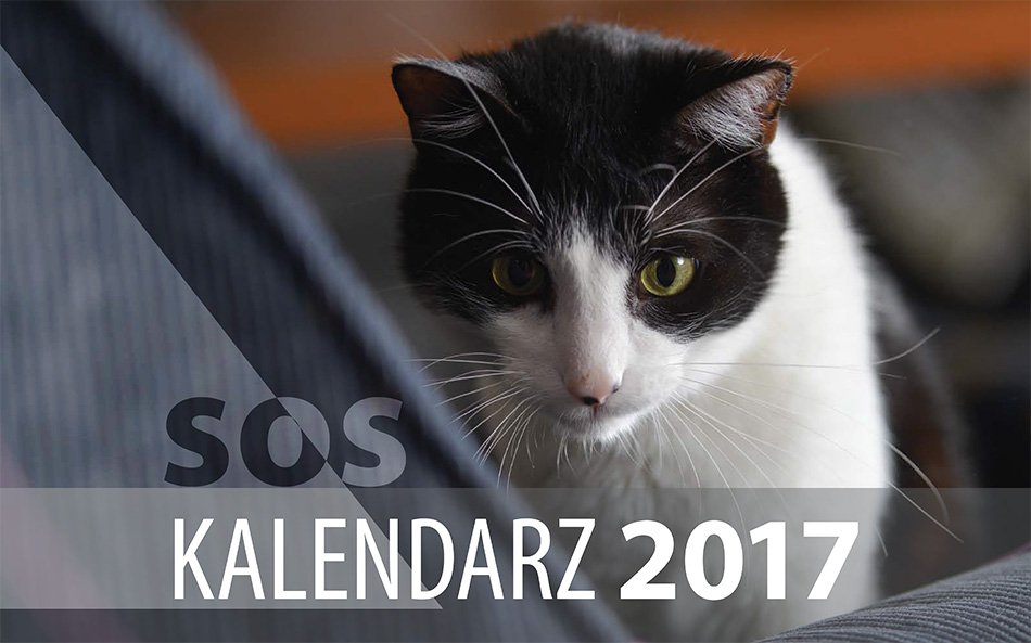 Sprawia przyjemność i pomaga - foto