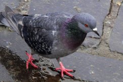 Ostrzeżenie przed grypą ptaków