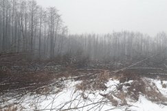Trwa wycinka przy Międzyrzeckiej - foto