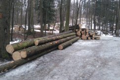Masowa wycinka w Cygańskim Lesie - foto