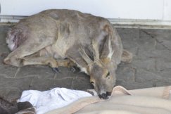 Koziołek przeżył i jest nadzieja
