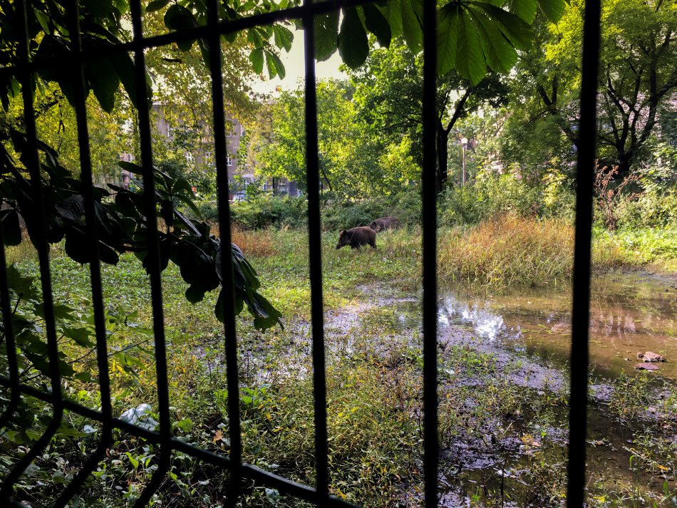 Nagonka na dziki w środku miasta - foto