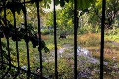 Nagonka na dziki w środku miasta - foto