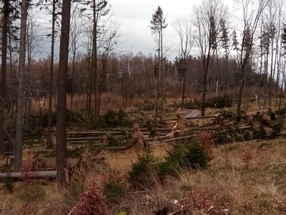 Duże zniszczenia w Lesie Komunalnym - foto
